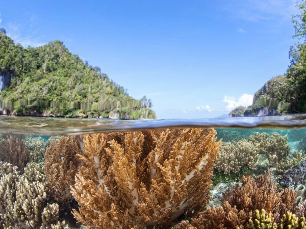 Osservare i coralli molli nelle acque basse di Raja Ampat