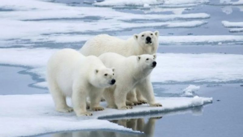 Orsi Polare nell'arcipelago delle Svalbard