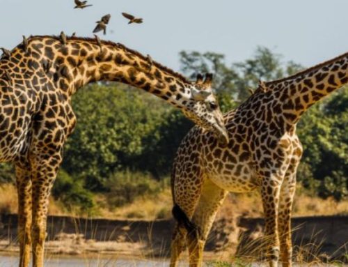 Zambia Botswana e Namibia: Cascate Vittoria, il Delta dell’Okavanga e il deserto del Namib in volo