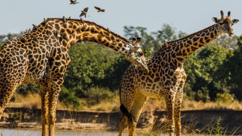 Viaggio di gruppo a Zambia Botswana e Namibia