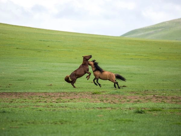 Avvistare il cavallo di Przewalski nelle steppe selvagge della Mongolia