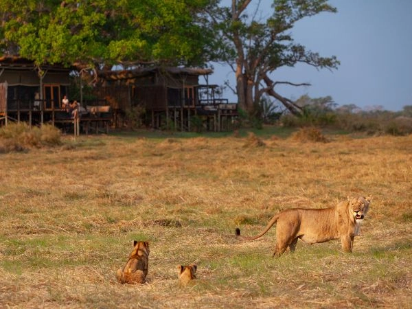 Avvistare animali selvatici nel Kafue National Park