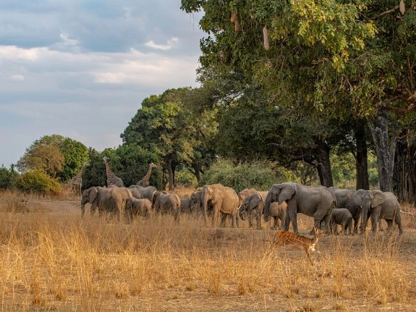 Esplorare il South Luangwa National Park tra savane e fiumi africani