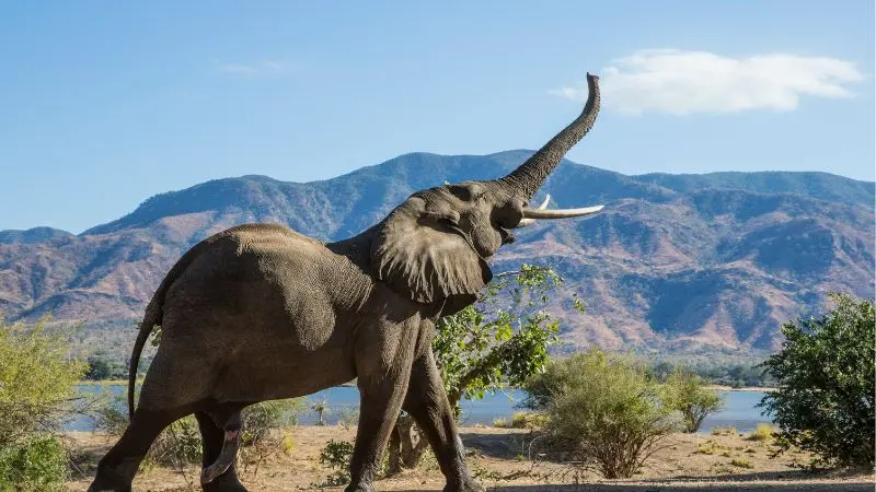 Viaggio di gruppo in Zambia con Guida Italiana Esperta