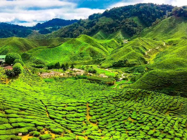 Attraversare le piantagioni di tè degli altopiani di Cameron tra colline verdeggianti in Malesia