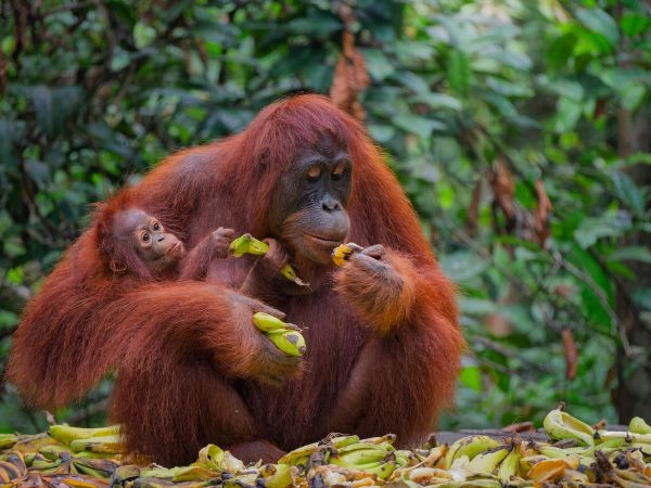 Avvistare gli Oranghi di Borneo, Gli Umani della Foresta