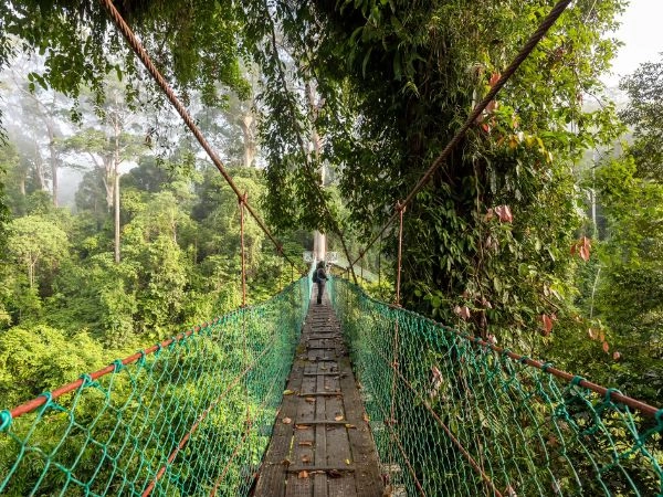 Esplorare la foresta pluviale di Danum Valley tra alberi secolari e fauna tropicale