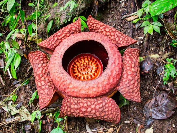 Osservare la Rafflesia, uno dei fiori più grandi al mondo, nella foresta tropicale della Malesia