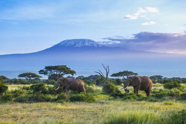 Elephants and Kilimanjaro elefanti-tanzania