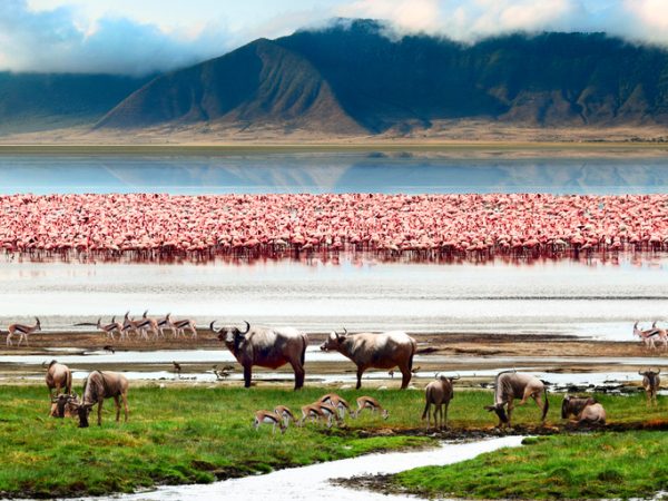 fenicotteri-fauna-animali-paesaggio