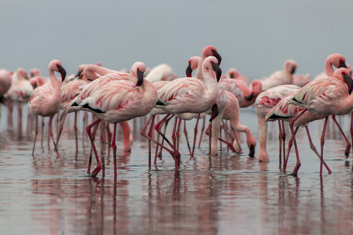 fenicotteri-rosa-