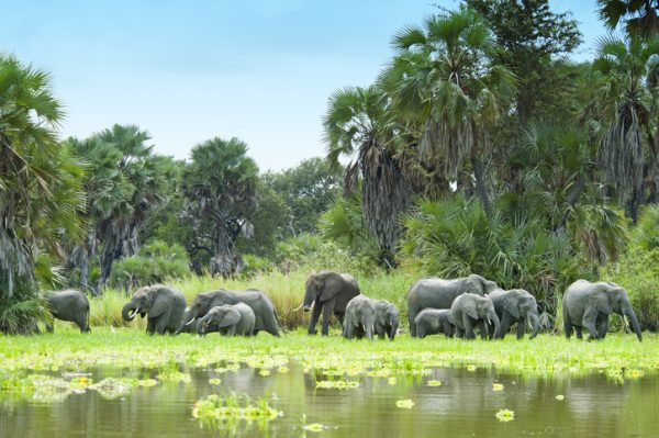 African Elephants drinking water at Lake Manze, Selous, Tanzania immagine-elefanti-tanzania-acqua