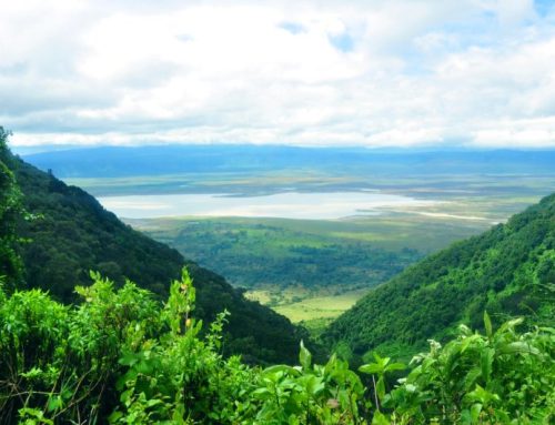 Il Cratere di Ngorongoro: Un Paradiso Selvaggio nel Cuore della Tanzania