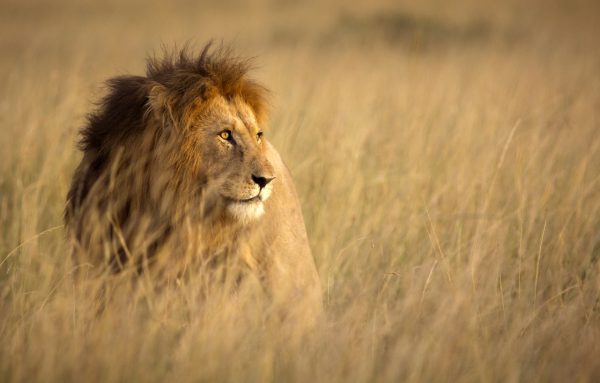 Lion in high grass immagine-leone-africa