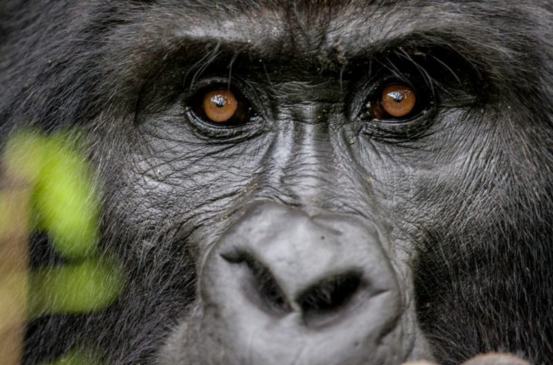 programma-di-viaggio-gorilla-uganda