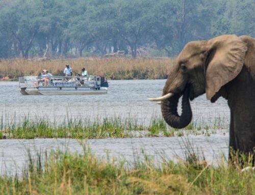 Safari di pesca sullo Zambesi: l’avventura che hai sempre sognato
