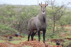 Boselaphus-tragocamelus-animale-dell-india-e
