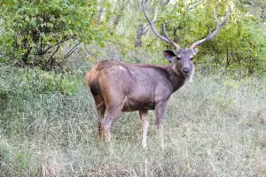 Rusa-unicolor-cervo-in-india