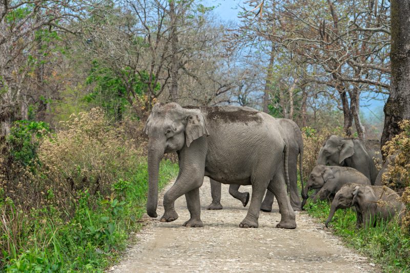 avvistamento-degli-elefanti-in-india