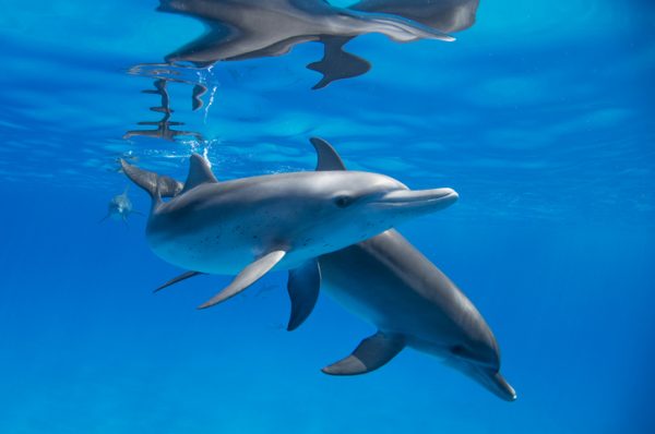 avvistamento-delfini-vacanza-alle-maldive-acque-cristalline