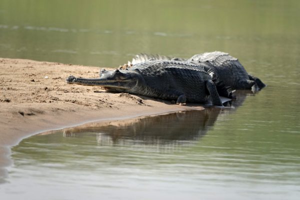 coccodrillo-della-palude-mugger-india