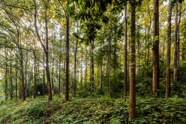 foreste-di-teak-goa-india