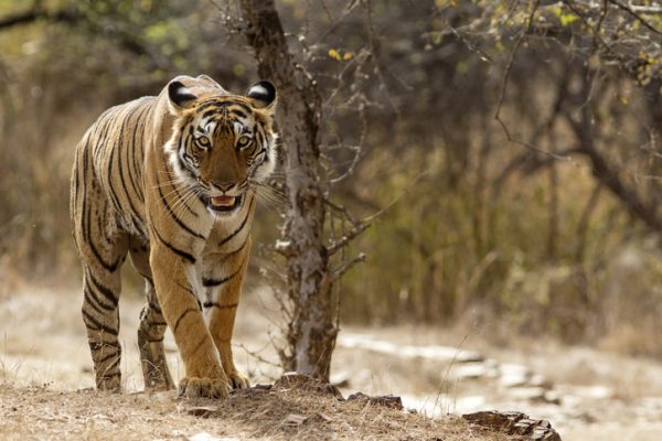 la-tigre-del-bengala-in-india-