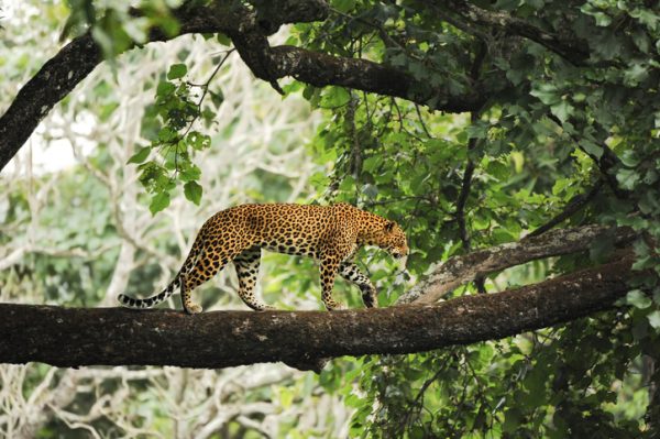 leopardo-avvistamento-in-india-sopra-ad-un-albero