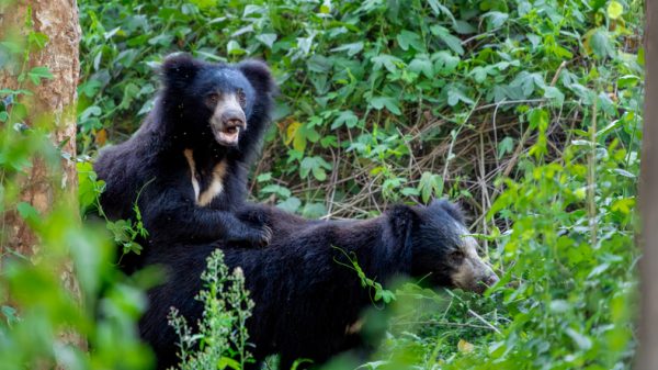 lorso-bradipo-dellindia-orso-nero.