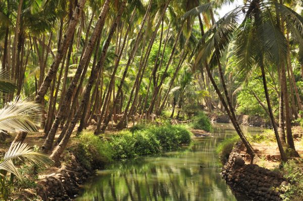 palme-di-goa-india.