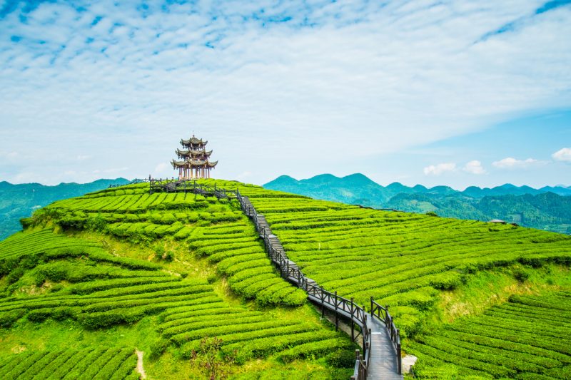piantagioni-di-te-kerla-india