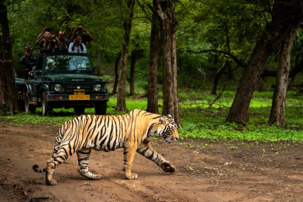 safari-in-jeep-in-india-avvistamento-tigre-del-bengala.