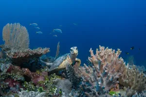 tartaruga-maria-maldive