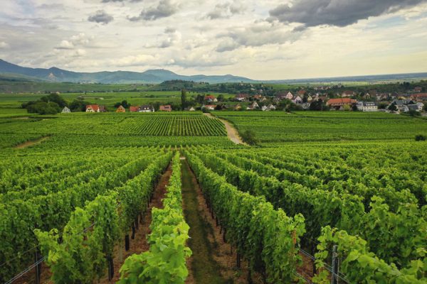 valle-della-loira-vigneti-vino-