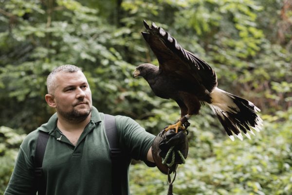 falconeria-nei-boschi-irlanda.