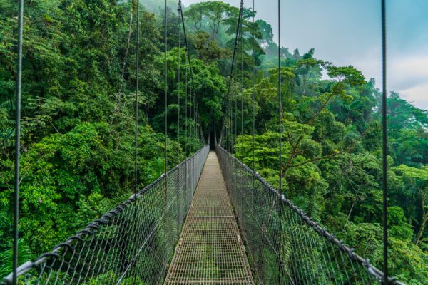 foresta-costa-rica-ponte-sospeso-tra-gli-alberi.