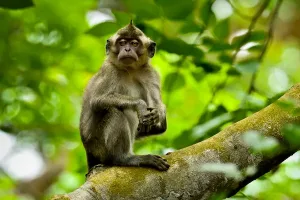 scimmia-macaco-selvatica-la-fauna-delle-mauritius