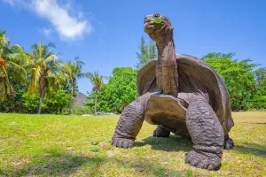 tartaruga-gigante-selvatica-mauritius.