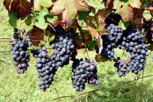 uva-barbera-vino-rosso