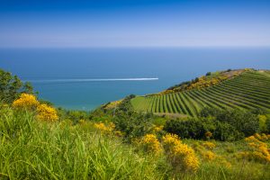 vista-dei-vigneti-sulle-colline-marche