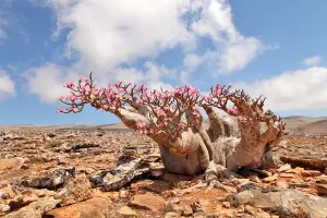 bottiglia-albero-in-fiore-cronico-di-Isola-di-socotra