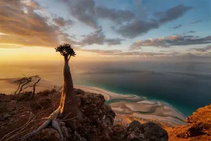 bottle-tree-su-un-sito-di-montagna-a-socotra