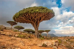 drago-alberi-a-dixam-plateau-isola-di-socotra.