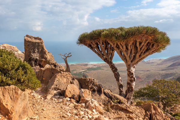 socotra-galapagos-paesaggio-mare-alberi-e-roccie