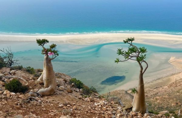 socotra-isola-spiaggia-bianca-mare-cristallino
