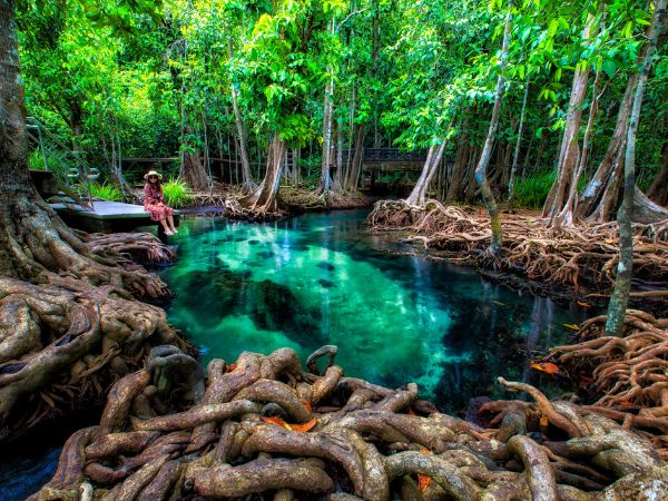 canale Klong Root