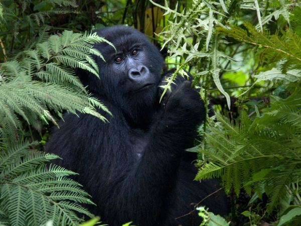 L’incontro con i gorilla
