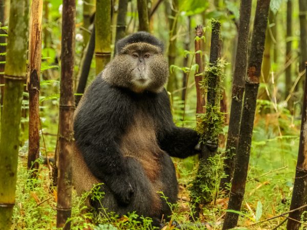 Wilderness Rwanda