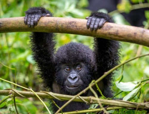 Rwanda: natura pura, silenzio sacro e rinascita del lusso sostenibile