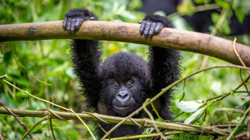 Rwanda: natura pura, silenzio sacro e rinascita del lusso sostenibile